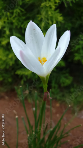 White single flower with big petals, White Flower for positivity and peace cards. © Atul