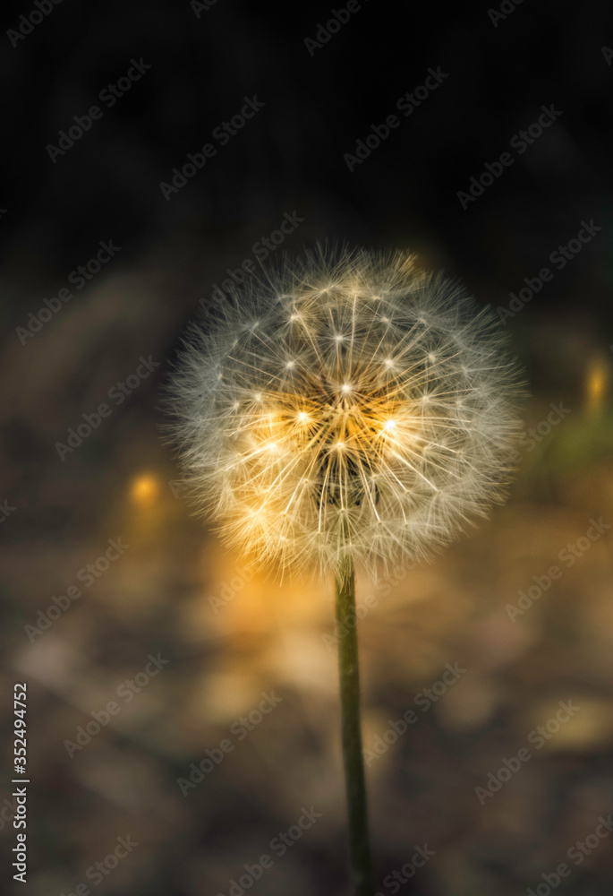 Gorgeous Dandelion with light shining through glow and ethereal.