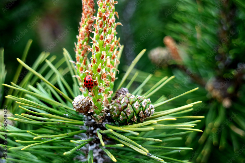 ladybug on a pine branch ladybug on a pine branch