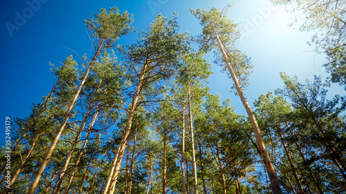 Beautiul pine tree tops in forest against clear blue sky