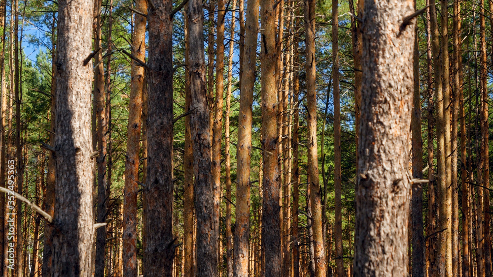 View on dense pine tree forest on sunny autumn day View on dense pine tree forest on sunny autumn day