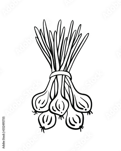 Spring onion bunch. Black line sketch collection of vegetables isolated on white background. Doodle hand drawn vegetable icons. Vector illustration