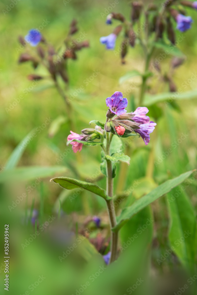 Pulmonaria mollis flower in spring Pulmonaria mollis flower in spring