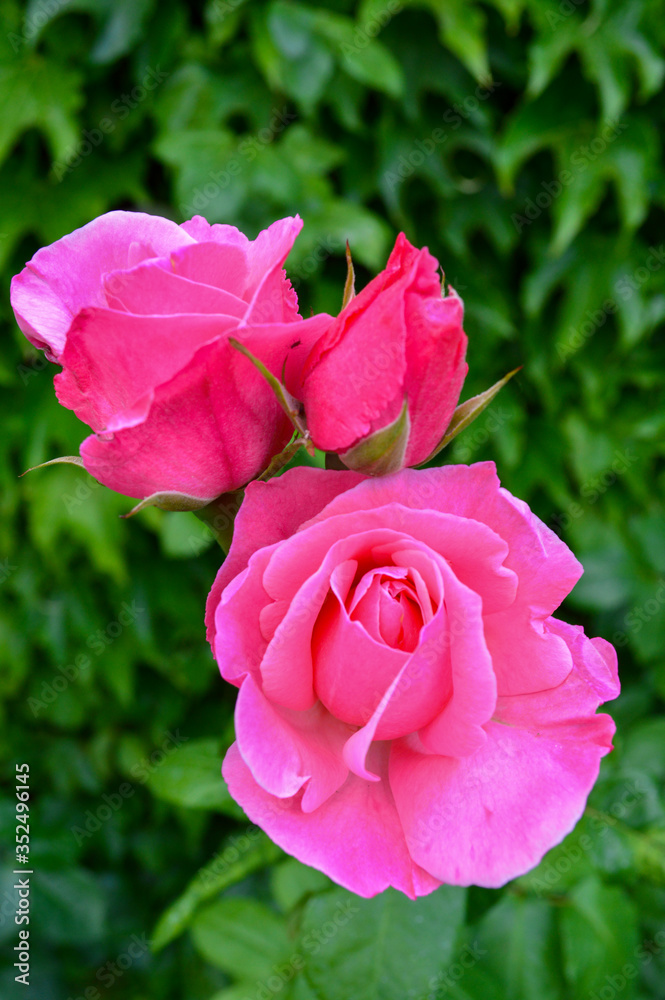 rosa, roza, flores, color rosa