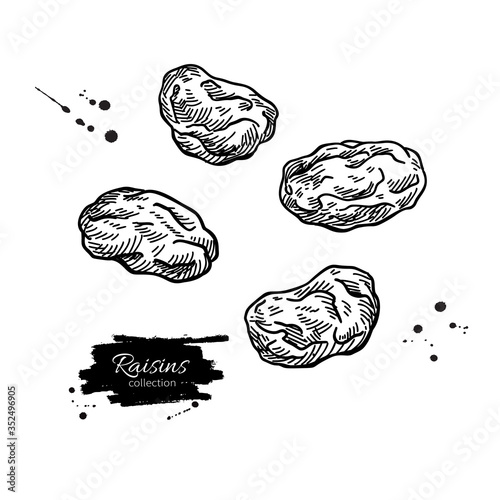 Raisins vector drawing. Dried grape objects. Hand drawn dehydrated fruit illustration. photo