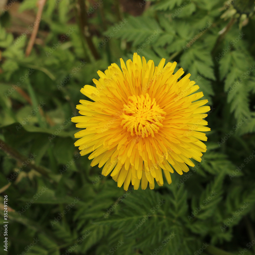Blooming yellow dandelion on a green background. Blooming yellow dandelion on a green background.
