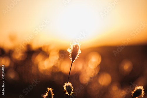 sunset in the field