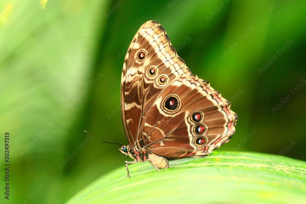 color macro photo of an exotic butterfly in the rainforest on a sunny day on the mountain