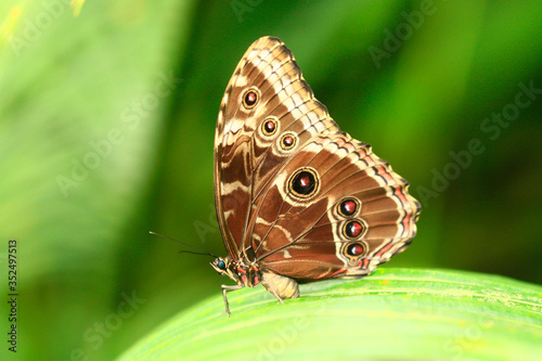 Obraz na płótnie
color macro photo of an exotic butterfly in the rainforest on a sunny day on the mountain w salonie