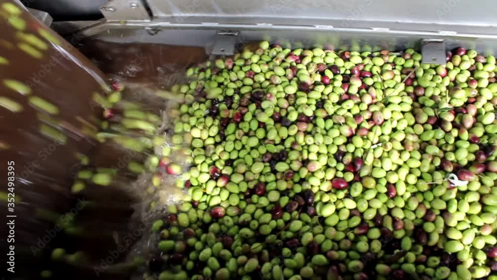 Process of cleaning olives with fresh water in olive oil mill during ...