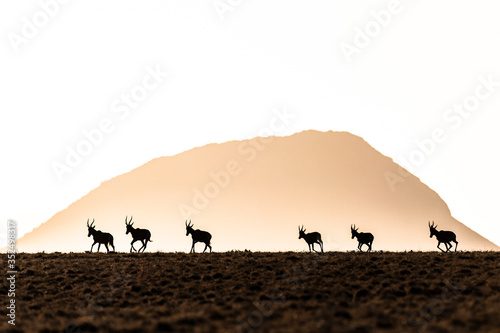 Blesbok running across a mountainous plateau photo