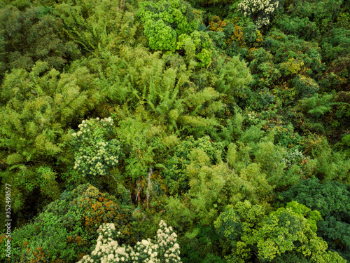 Aerial drone view of bamboo trees in spring tropical forest
