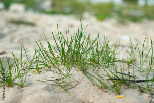 green grass sprouted on white sand