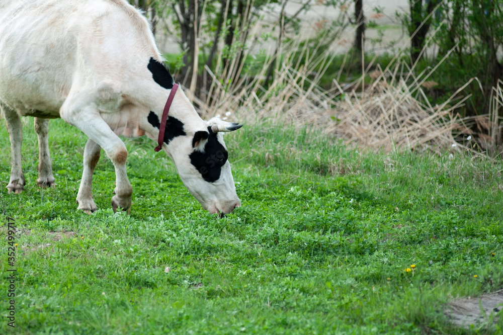 Fototapeta premium a cow walks in a meadow, green grass is around