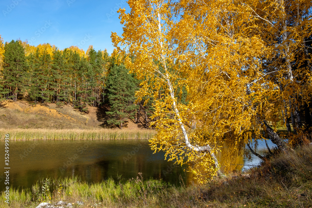 birch with yellow leaves on a background of autumn forest and the river