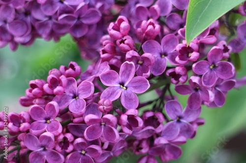 five petal lilac flower © Tatsiana