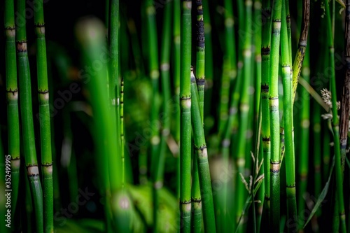 Fototapeta Fresh Green Bamboos In Forest