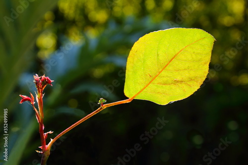 Single leaf backlit by sunlight