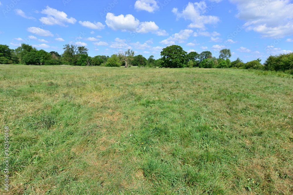 A field in Horley, Surrey in Springtime