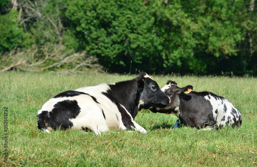 Cattle sitting in a field in Horley, Surrey. Cattle sitting in a field in Horley, Surrey.