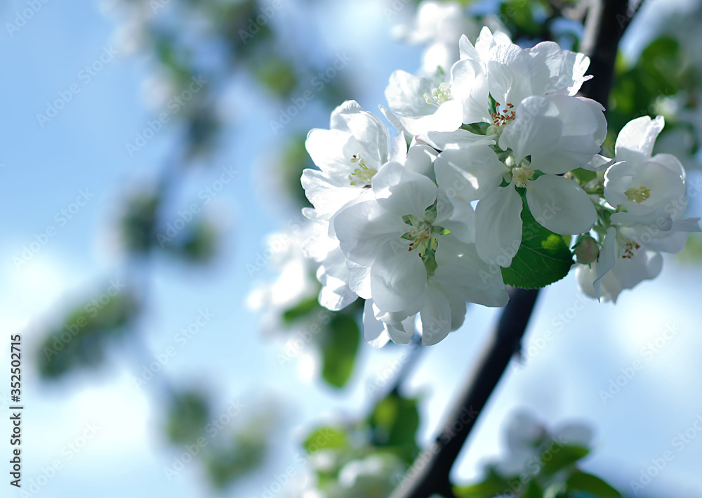 Apple trees are blooming. Petals white against blue sky. Apple trees are blooming. Petals white against blue sky.