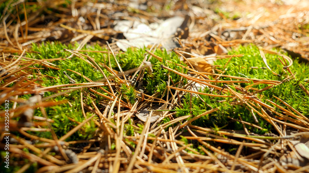 Macro image of green moss and pine tree needles in forest. Natural background Macro image of green moss and pine tree needles in forest. Natural background