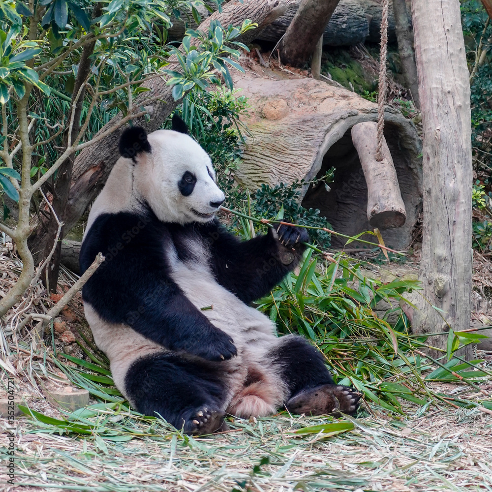 Fototapeta premium Panda- Wild Safari Singapore