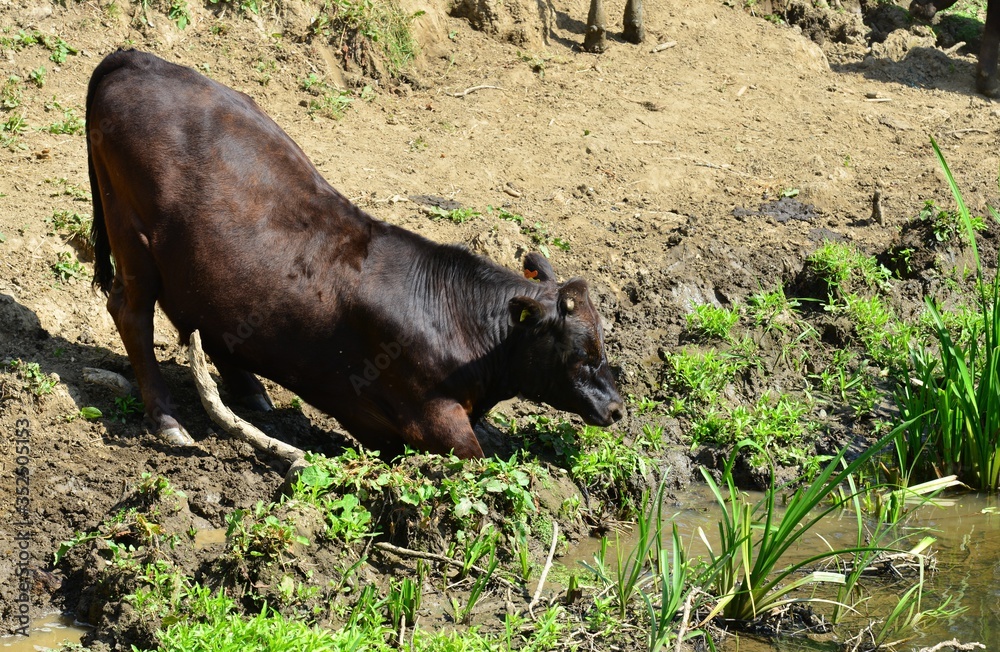 A cow by the River Mole in Horley, Surrey. A cow by the River Mole in Horley, Surrey.