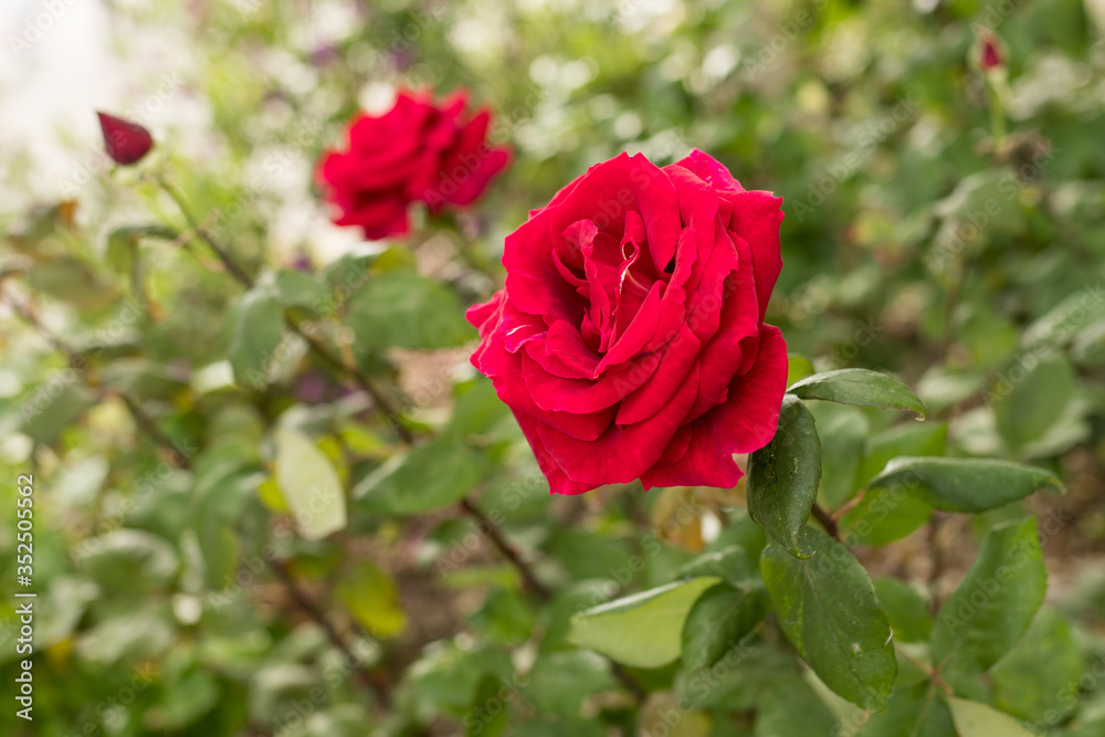 Close up macro of colorful opened red rose. Colorful bokeh background. Close up macro of colorful opened red rose. Colorful bokeh background.