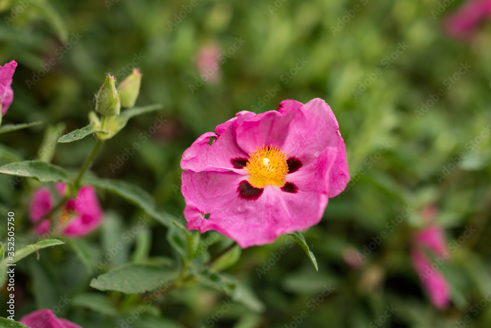 Close up macro of pink flowers. Colorful bokeh background of spring. Close up macro of pink flowers. Colorful bokeh background of spring.