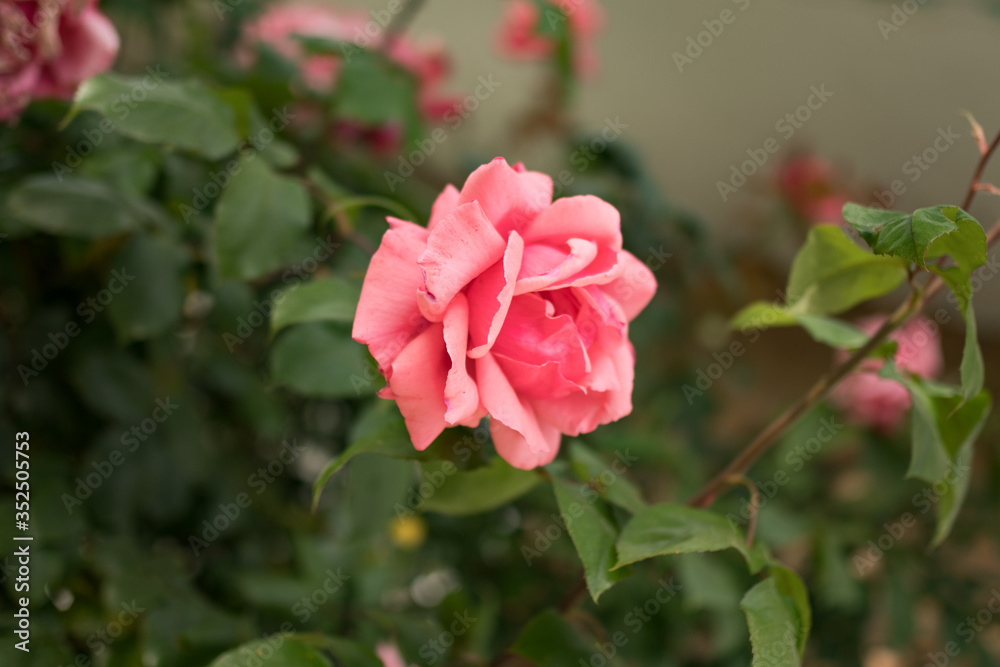 Fototapeta premium Close up macro of colorful pink rose. Colorful bokeh background.
