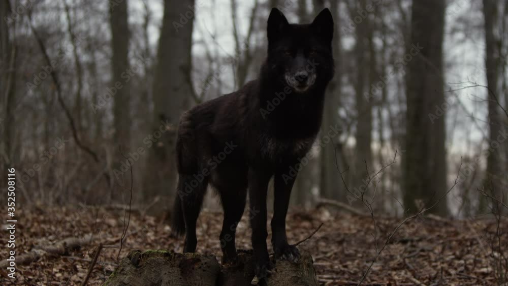 Schwarzer Wolf Zähne fletschend im Wald in Slow Motion gefilmt mit RED Scarlet-W