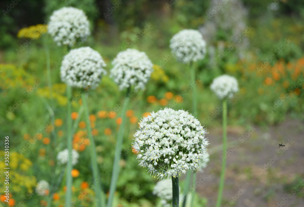 Obraz premium Onion bolting with white bee flowers, onion blooming heads on the vegetable garden in summer.