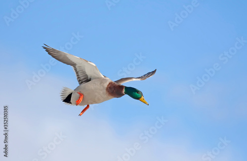 Mallard duck drake in flight against a blue winter sky in Canada