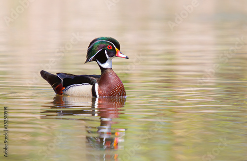 Canvas Print Wood duck male (Aix sponsa) swimming on Brewery Creek in Gatineau, Quebec in Can