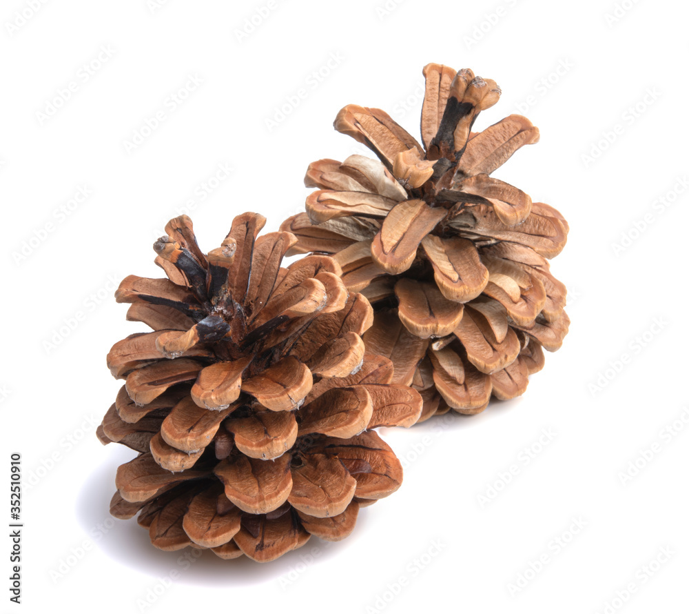 Natural dry pine cone isolated on the white Natural dry pine cone isolated on the white