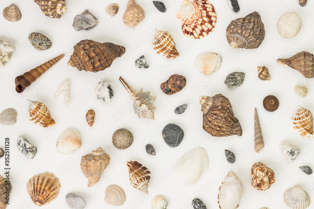 many Sea shells on white background many Sea shells on white background