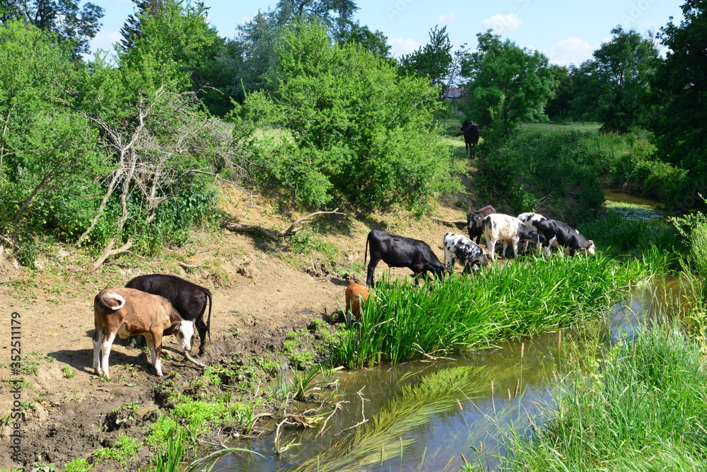 Fototapeta premium Cows drinking and grazing by the River Mole in Horley, Surrey.