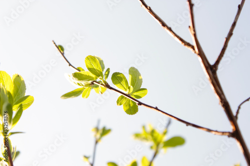 Frühling Knospen Blatt
