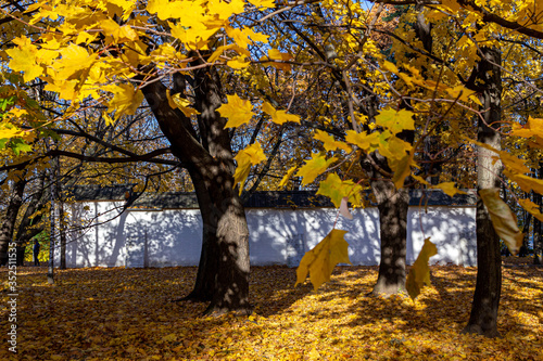 maple crown with yellowed leaves in the park.