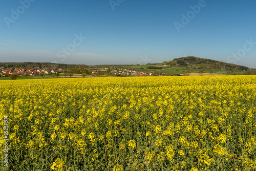 Blick über ein blühendes Rapsfeld auf den Berg Katzenbuckel, Odenwald, Baden-Wuerttemberg, Deutschland photo