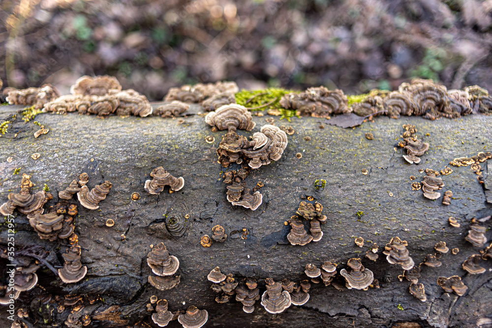 Moos und Pilze auf einem umgefallenen Baumstamm im Wald Moos und Pilze auf einem umgefallenen Baumstamm im Wald