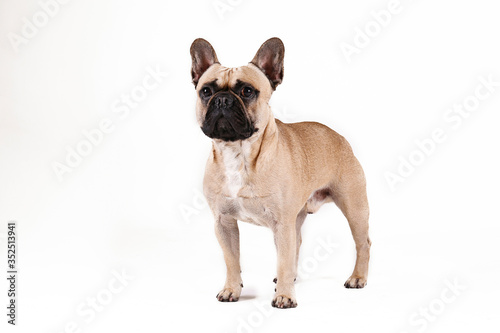 Purebred fawn french bulldog with black mask and white chest stain posing over isolated background. Studio shot of adorable small breed dog. Close up  copy space.