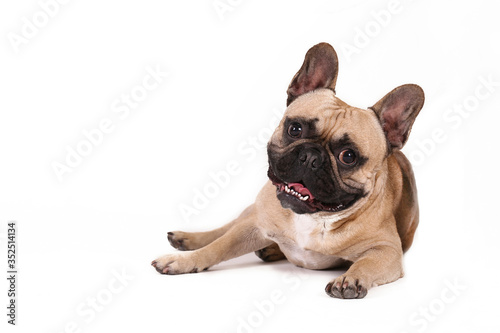 Purebred fawn french bulldog with black mask and white chest stain posing over isolated background. Studio shot of adorable small breed dog. Close up, copy space. © Evrymmnt
