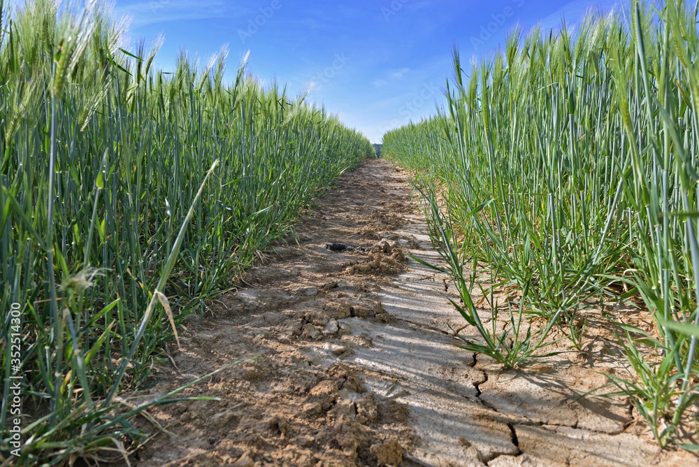 view on dirt path crossing a wheat growing in a field view on dirt path crossing a wheat growing in a field