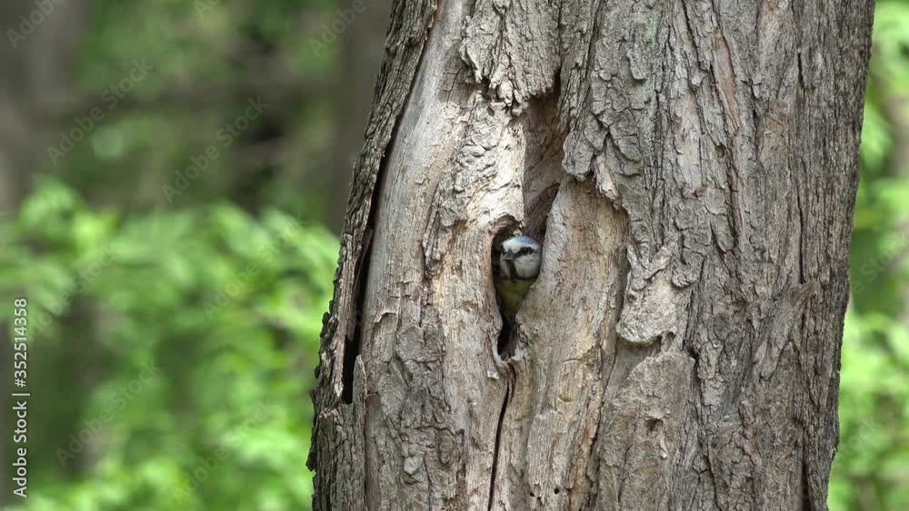 Blue tit (Cyanistes caeruleus) at nest hole in an old tree Blue tit (Cyanistes caeruleus) at nest hole in an old tree