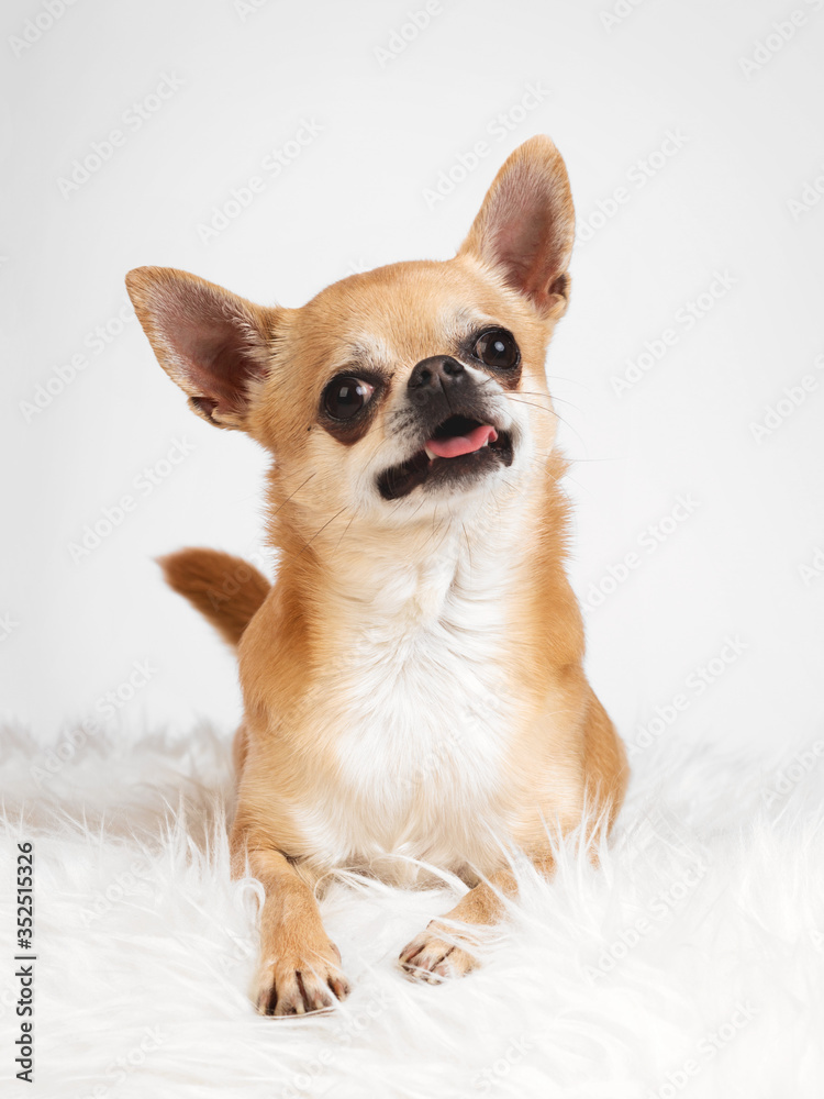 Pies chihuahua na białym tle w studio z językiem na wierzchu leży na futerku 