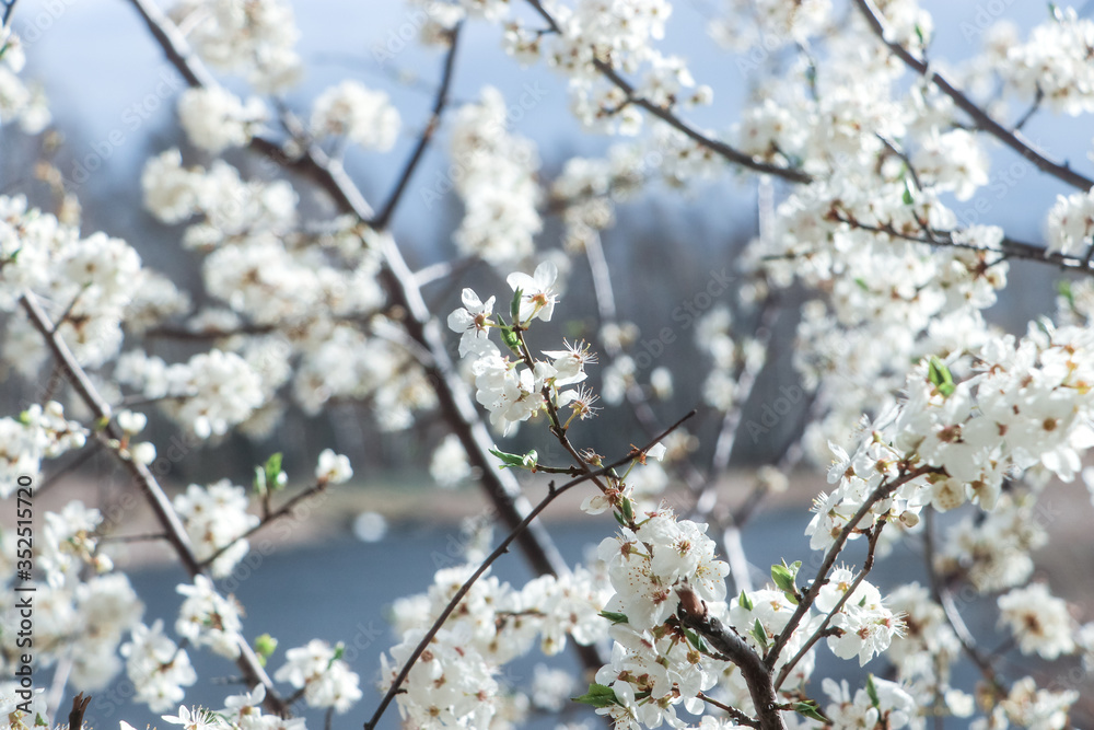 blooming cherry tree blooming cherry tree
