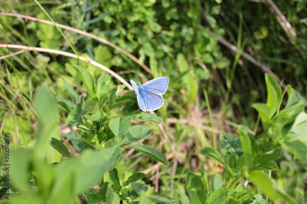 Close-up of a blue butterfly on a flower Close-up of a blue butterfly on a flower