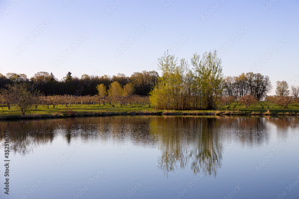 Landscape with rows of apple trees reflected in small lake along the route du Mitan between Ste-Famille and St-Jean seen during a spring morning, Island of Orleans, Quebec, Canada